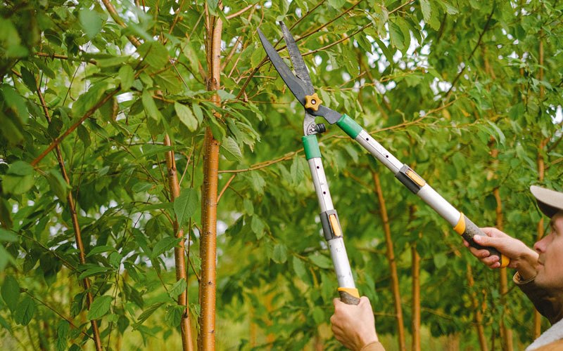 Tree trimming in Winfield, TX